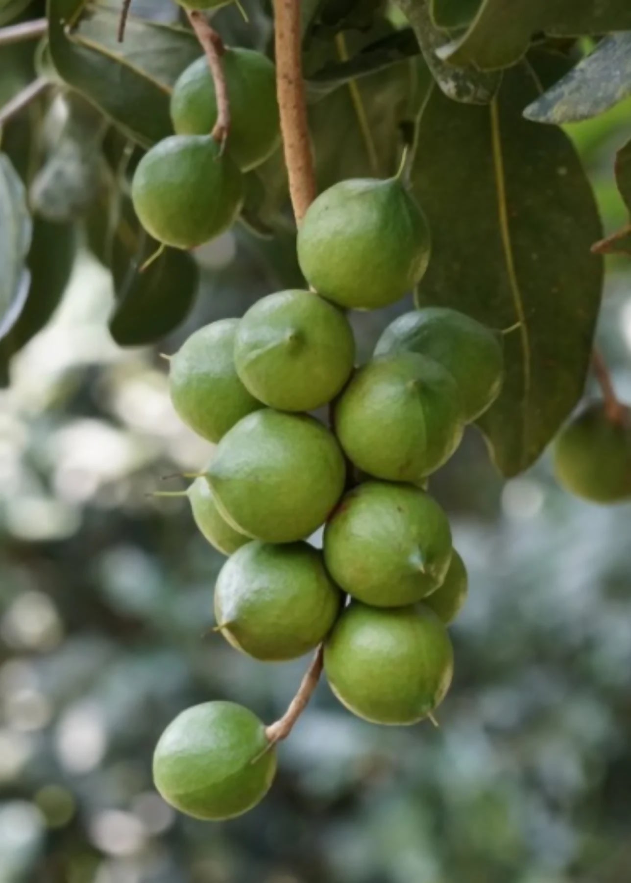 Macadamia Nut Fruit Plant (Macadamia integrifolia)