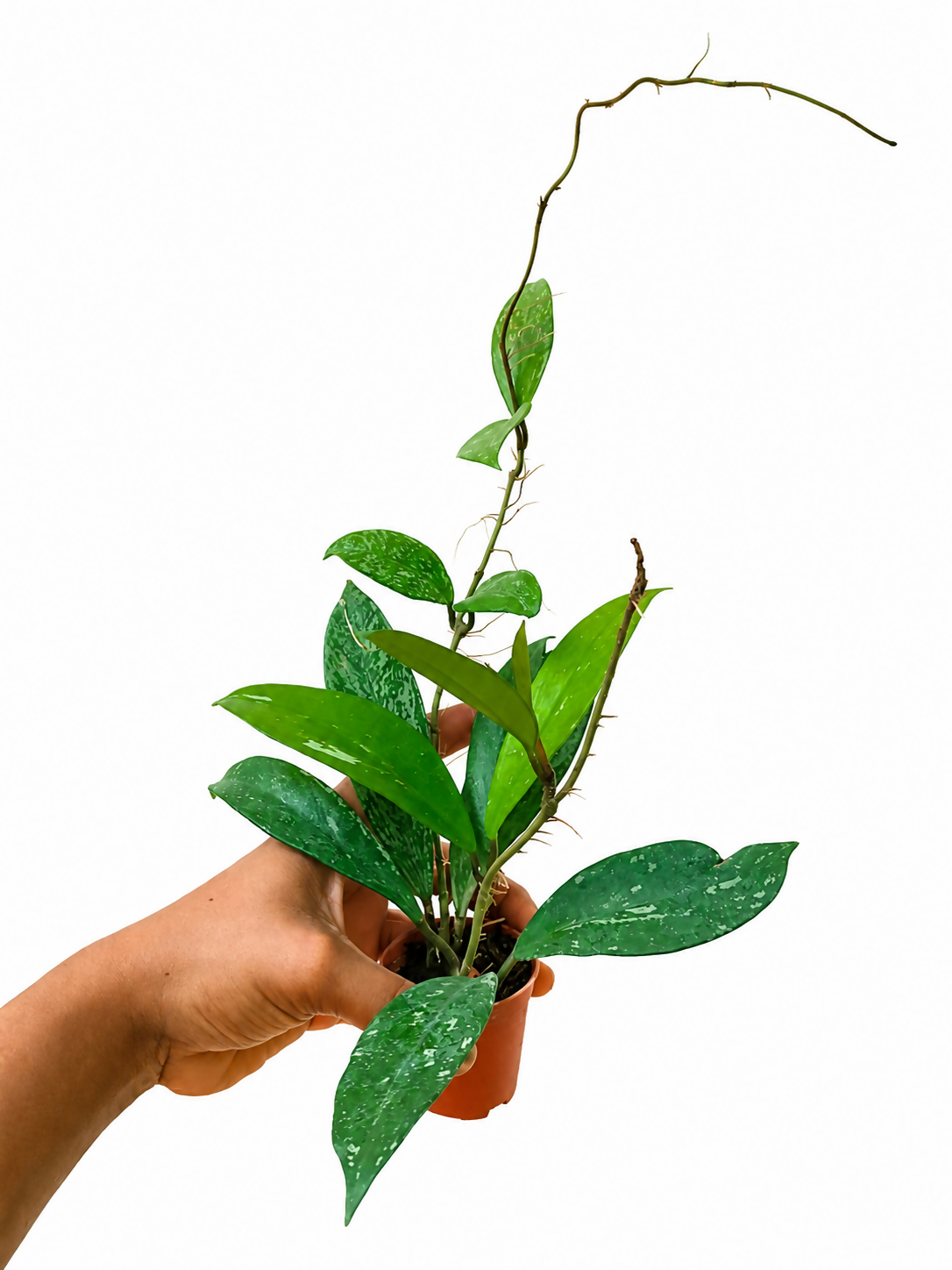 Hoya Pubicalyx Silver Trailing Indoor Plant