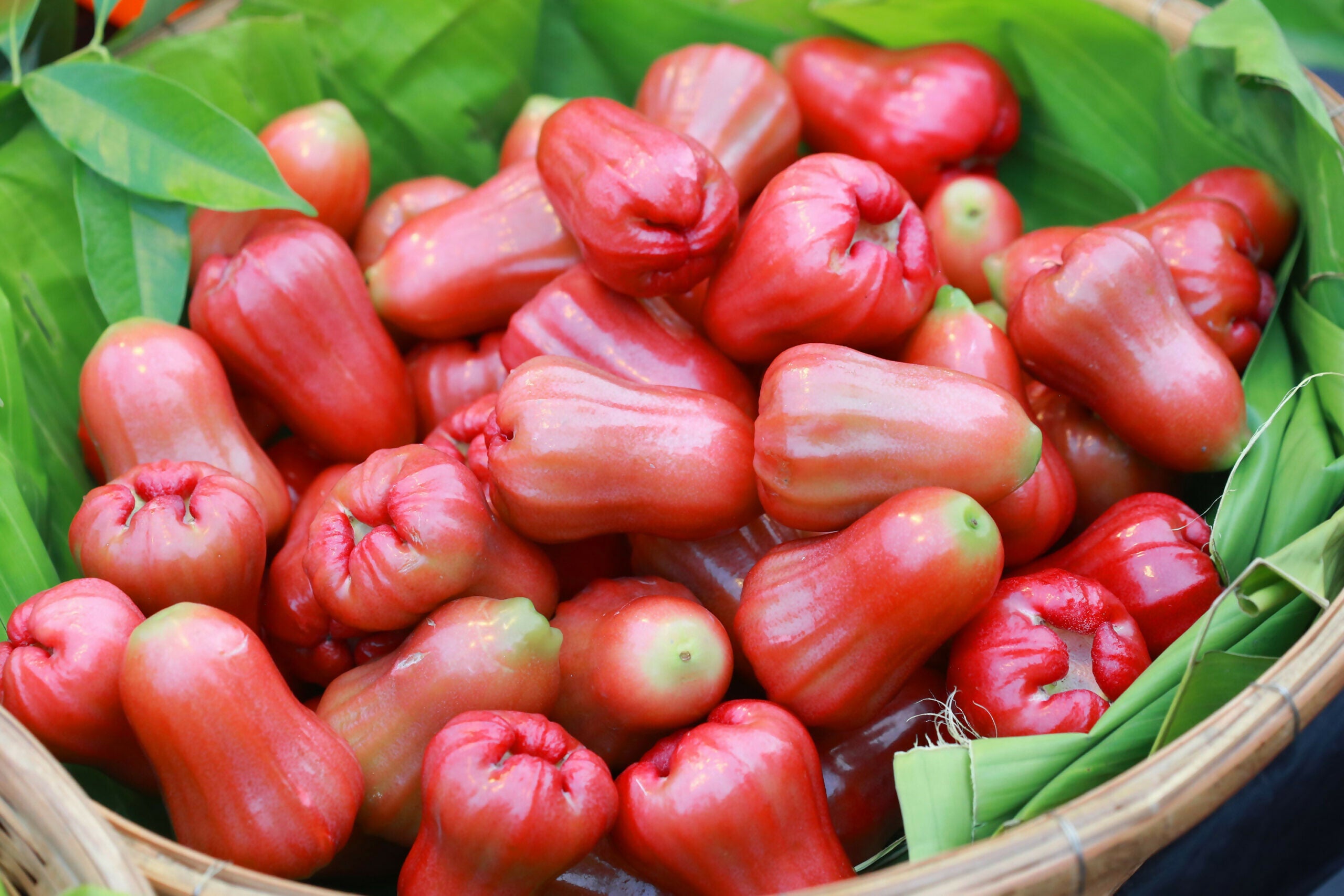 Thai Red Chamba Live Plants (Syzygium samarangense)
