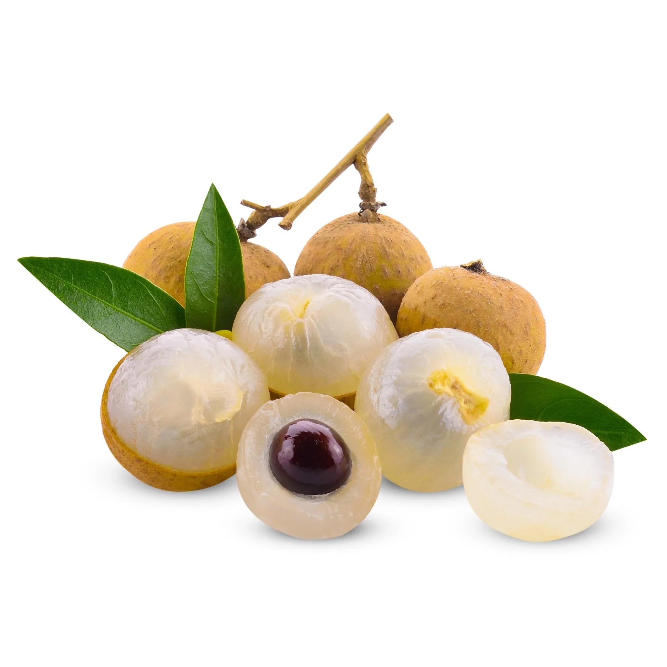 Longan fruit Plant (Dimocarpus Longan)