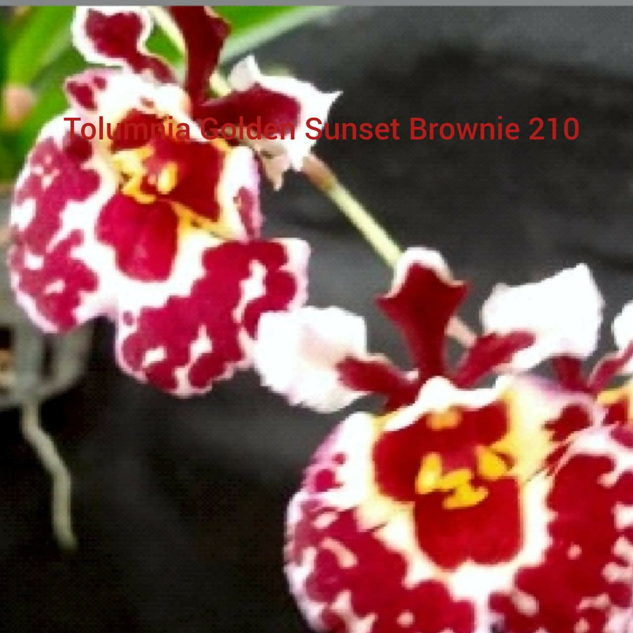 Tolumnia Orchid Golden Sunset Brownie 210
