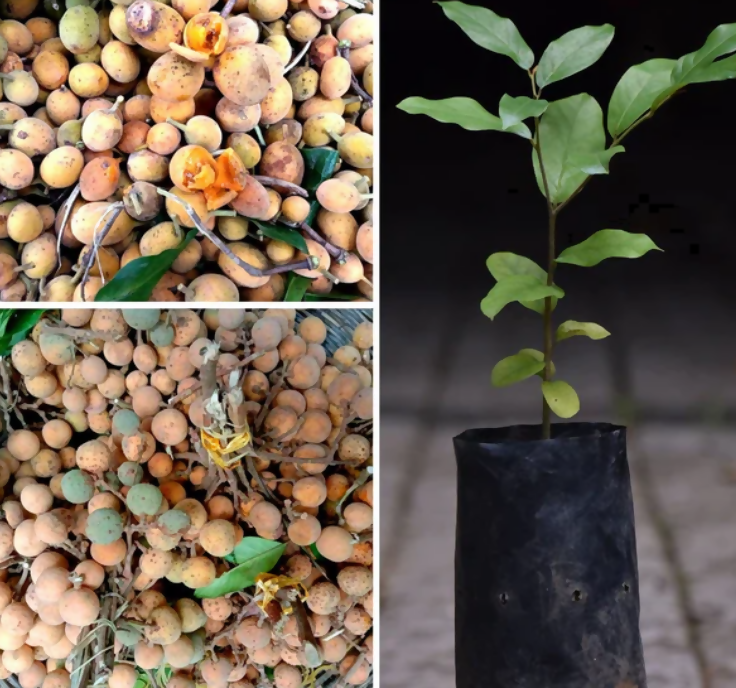 Preah Dak Fruit Live Plant