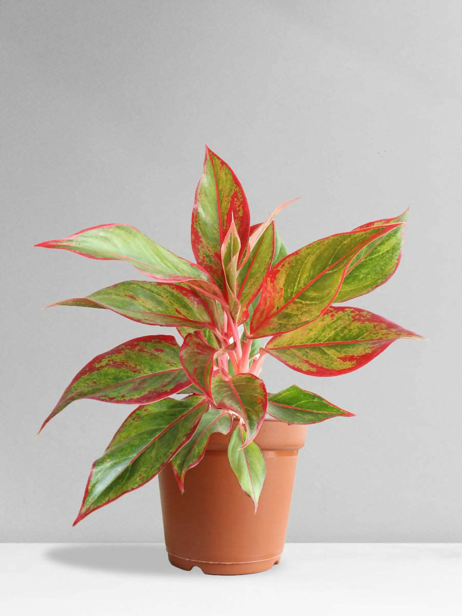 Aglaonema red lipstick