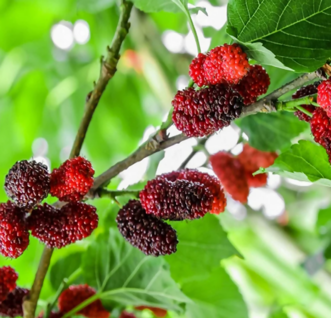 Mulberry (Morus spp)