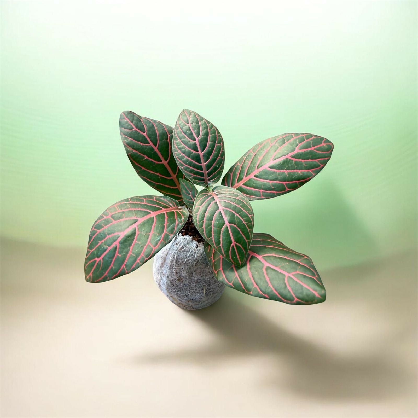 Fittonia-Jiffy sized