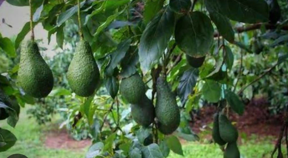 Pinkerton Avocado Live Grafted – Live Grafted - Keyfarm Wayanad
