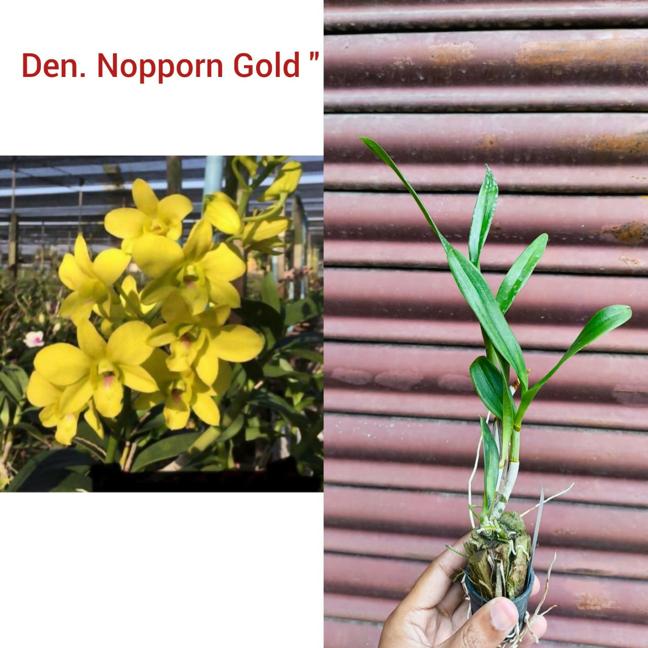 Dendrobium Orchid Nopporn Gold