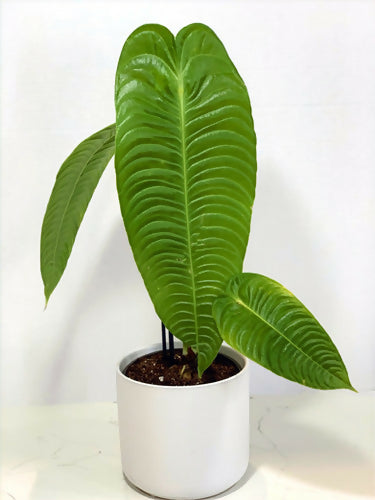 Anthurium Veitchii King