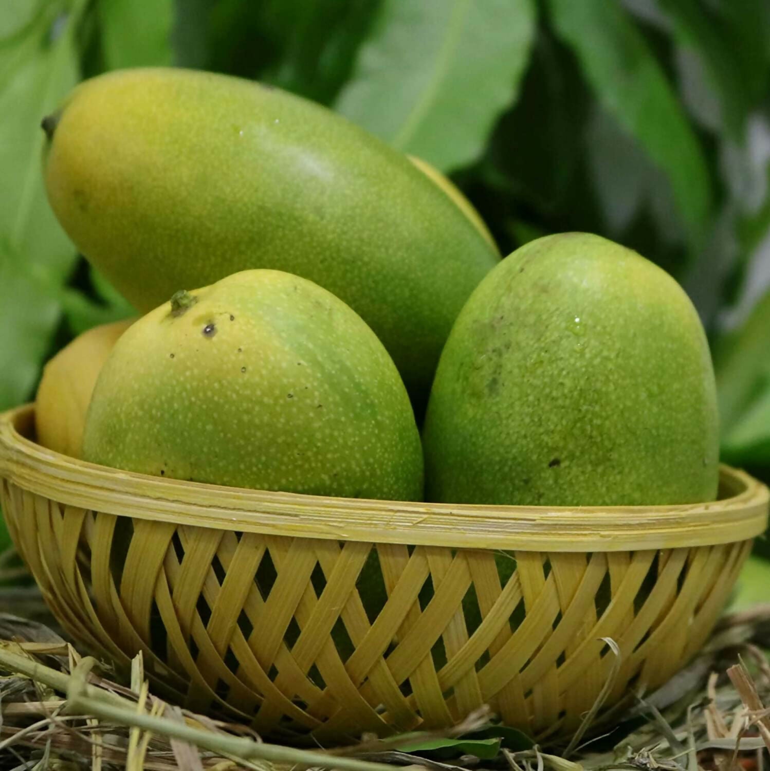 Cheruku Rasalu Mango Live Plant