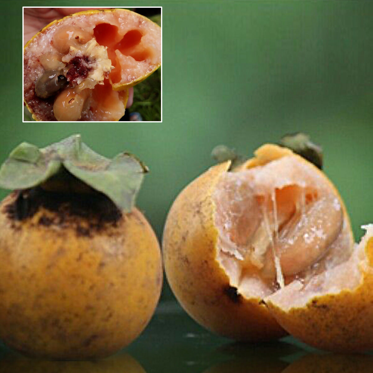 Gab Fruit Plant (Diospyros malabarica)