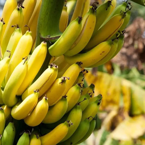 Poovan banana