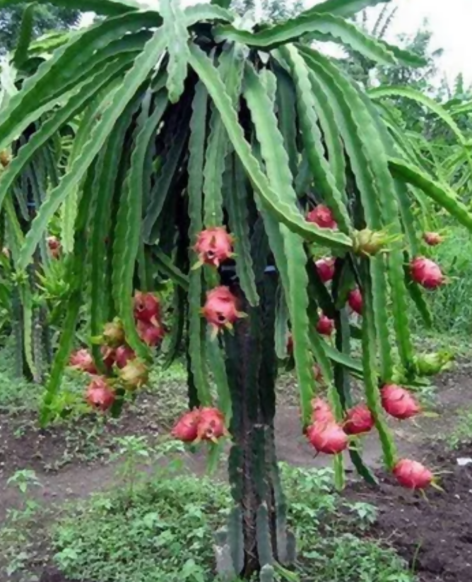 Dragon Fruit (Pink Flesh) Plant (Selenicereus Undatus)