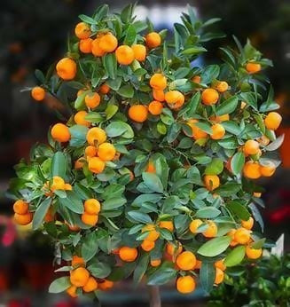 Bush Orange Plant - Live Fruit Tree - Keyfarm Wayanad