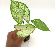 Caladium White wonder