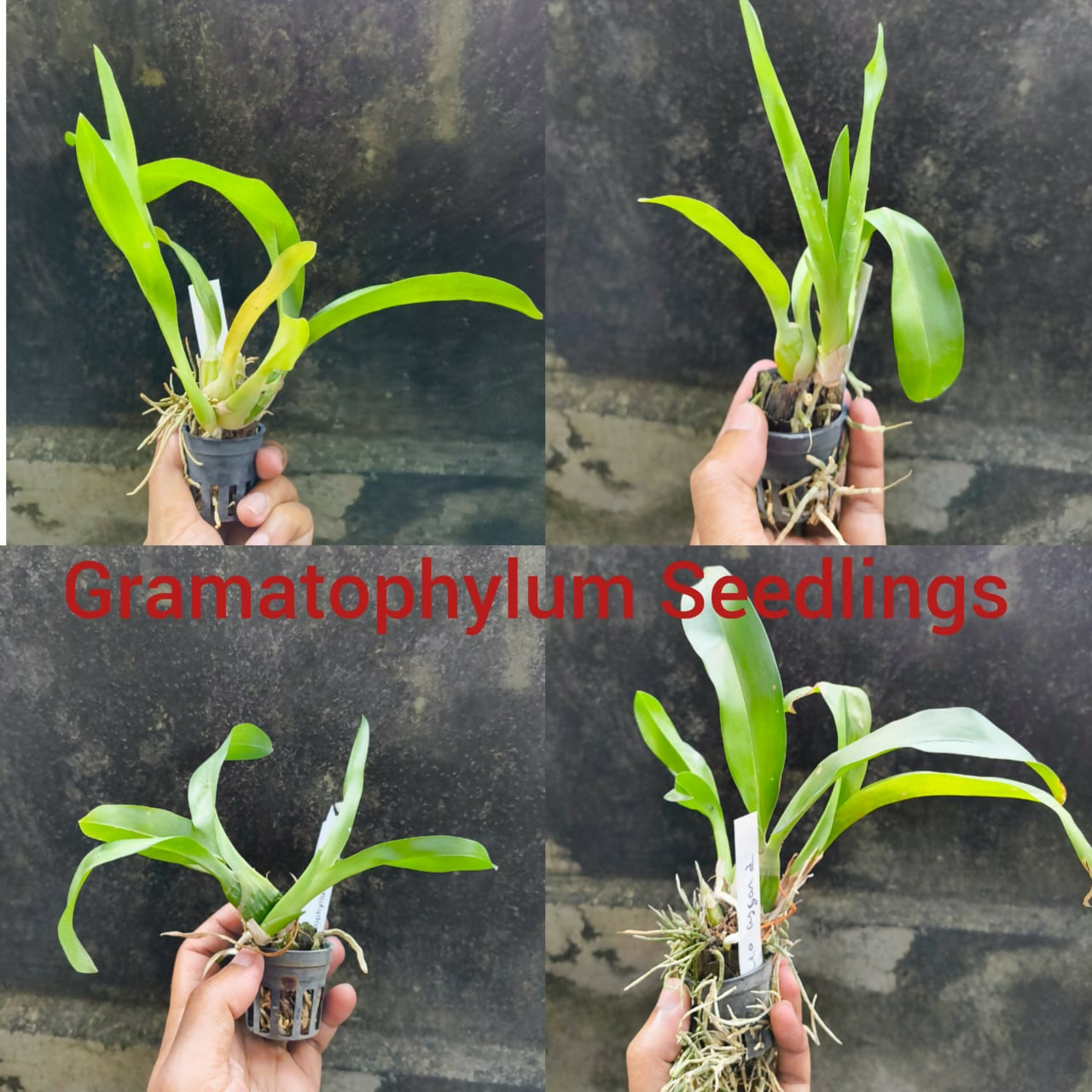 Grammatophyllum Orchid Pakkret Leo 'Asgard'