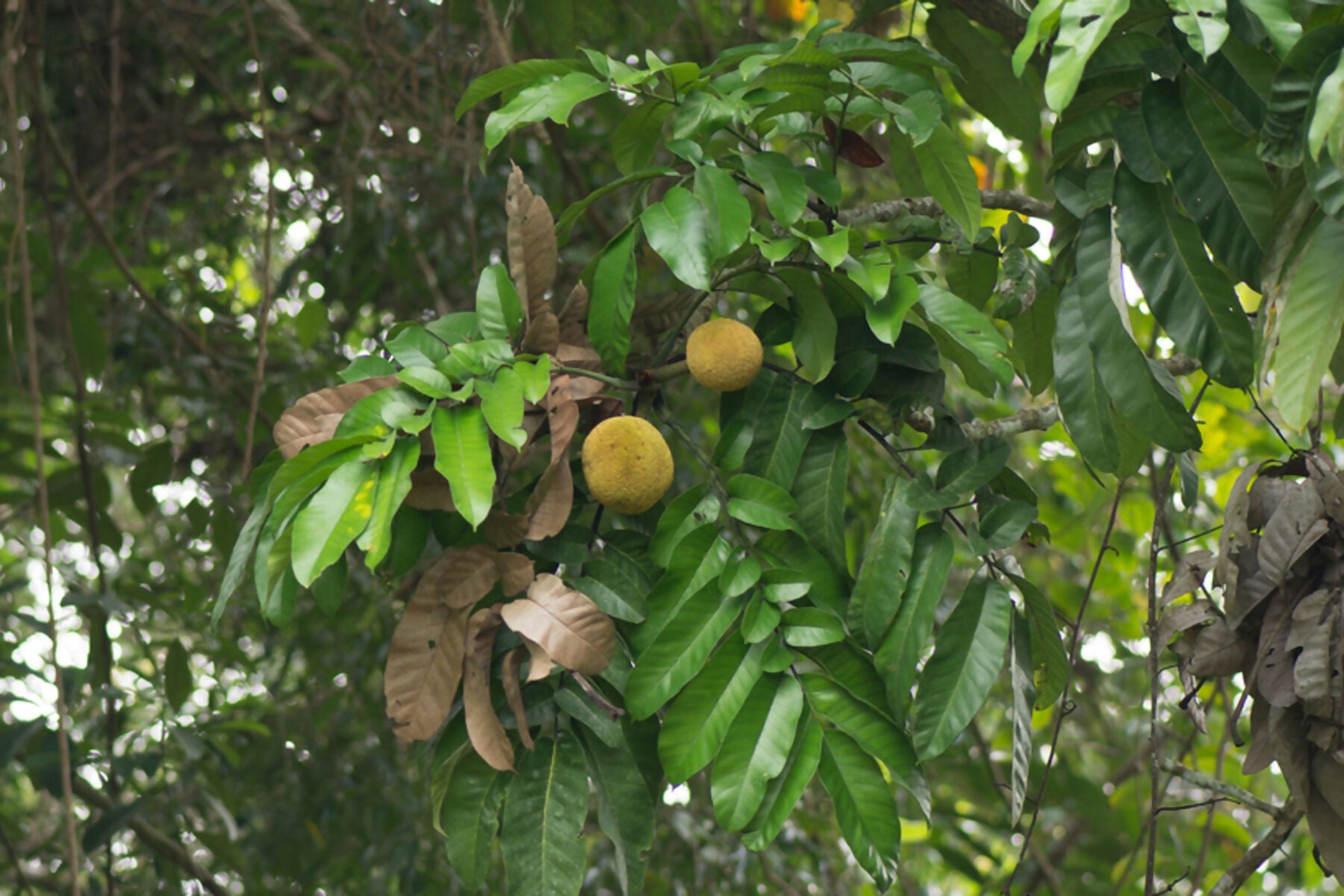 Mentawa Fruit Plants (Artocarpus Anisophyllus)