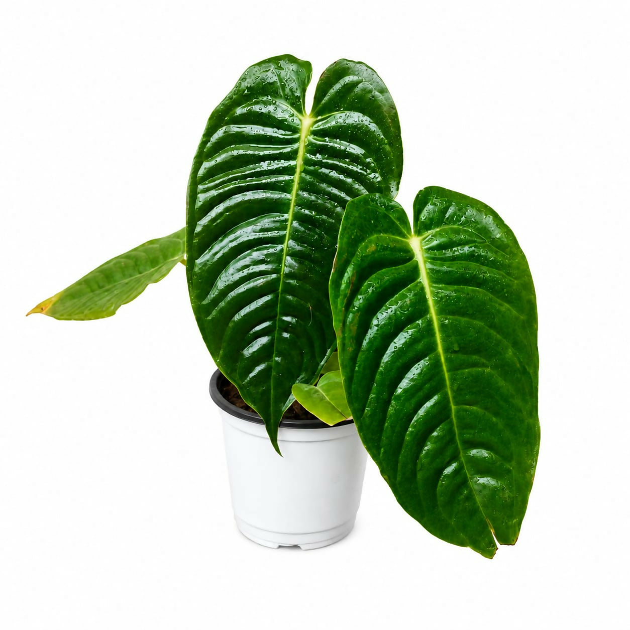 Anthurium Veitchii (King Anthurium)