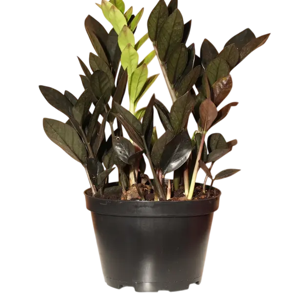 Black zz plant, Raven ZZ Plant - BUSHY